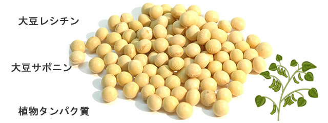 大豆の栄養素